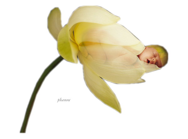 tube fleur bebe